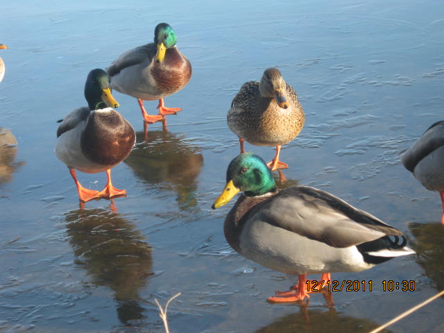Canards colverts males et femelle nuptials