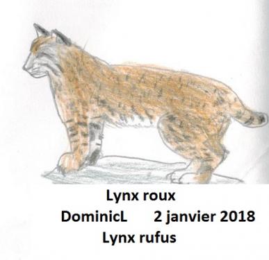 Lynx roux