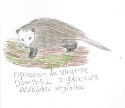 Opossum de virginie