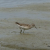 Calidris minutilla