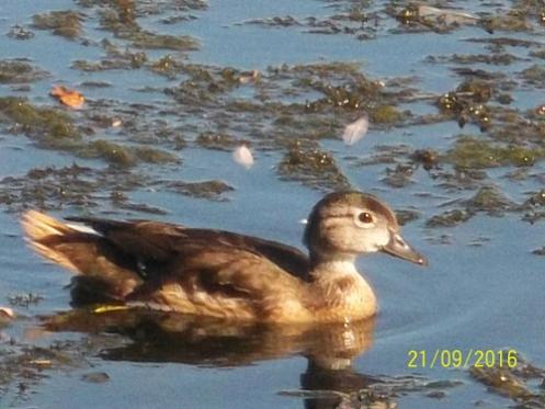 Canard branchu femelle