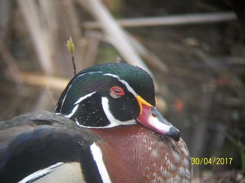 Canard branchu male