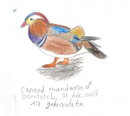 Canard mandarin