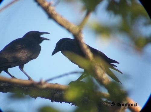 Corvus brachyrhynchos