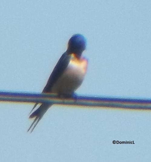 Hirundo rustica