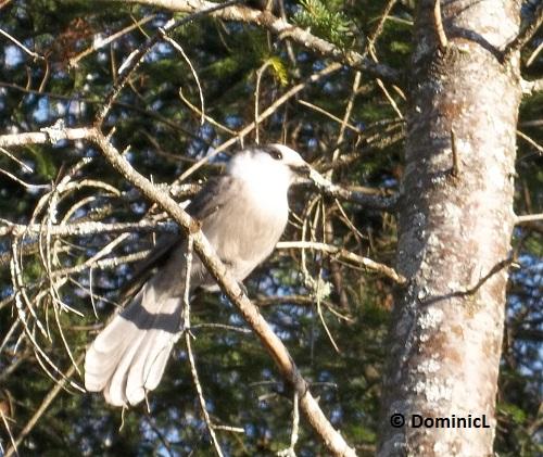 Perisoreus canadensis