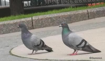 Pigeon biset copie