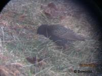 Sturnus vulgaris